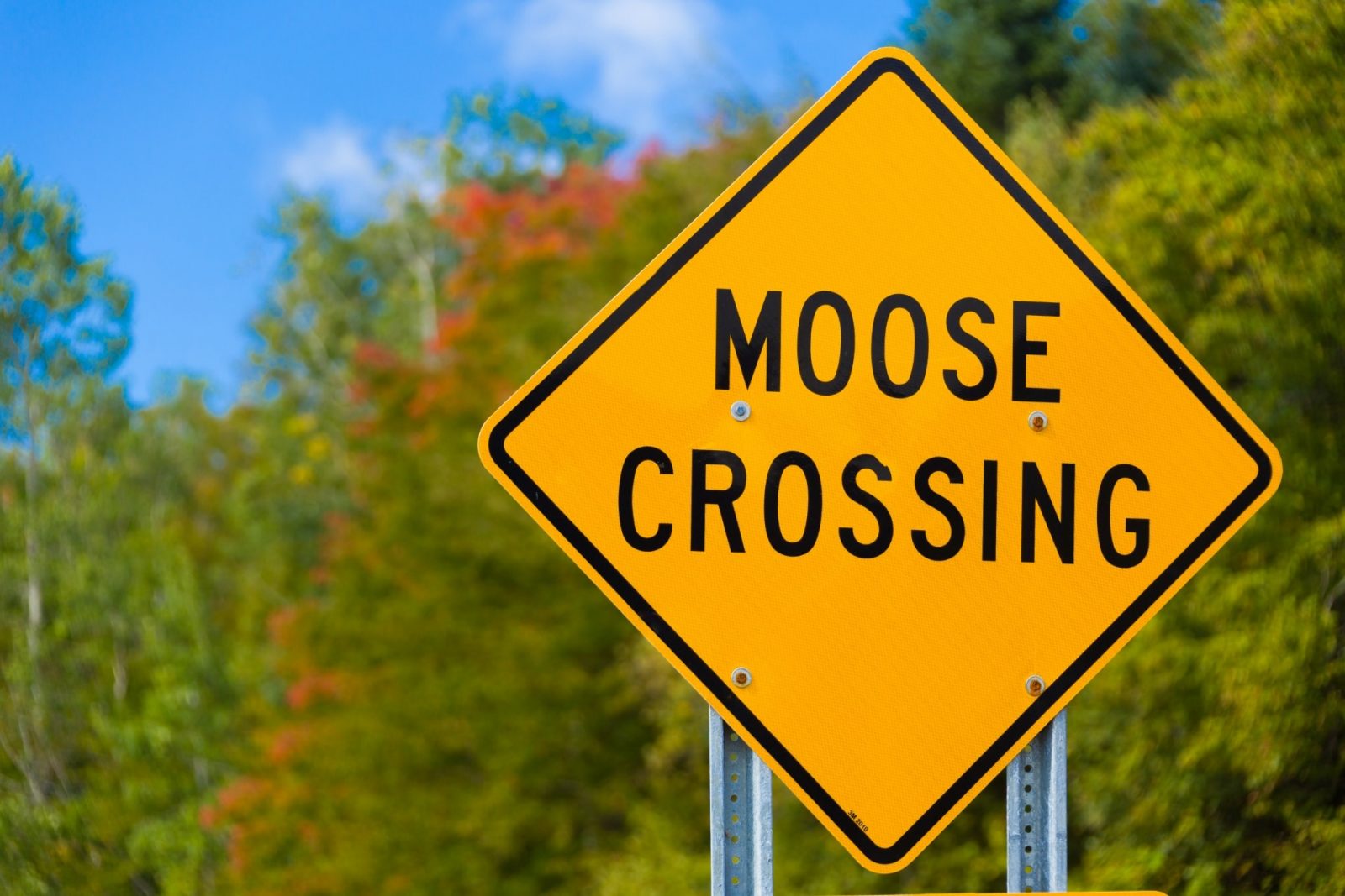Maine Moose Spotting
