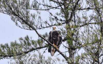 Bald Eagles in the Kennebec Valley, Maine
